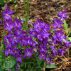 Campanula Collina